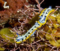 Two Purple Crowned Sea Goddesses (Mexichromis kempfi) on ... by Deborah Chambers 